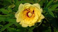 Strickschnecke