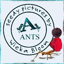 AntsByWiekaBloom