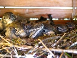 Junge Schwalben im Nest