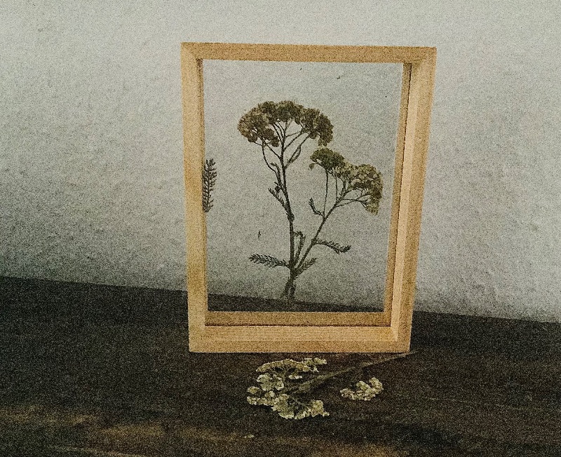  - Schweberahmen, Herbarium, Blumenbilder - Echte gepresste Schafgarbenblüten in einem Herbarium - 
