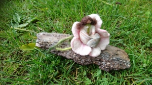 Maya, keines gefilztes Schneckenmädchen in einer rosa Blüte.