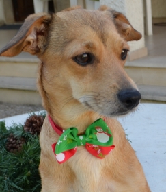 Hundehalsband, Hundefliege, Weihnacht-Schleife