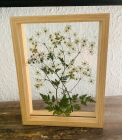 Schweberahmen, Herbarium, Blumenbilder - Echte gepresste Wiesenkerbelblüten in einem Herbarium - Handarbeit kaufen