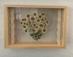 Echte Blüten der Kamille in einem doppelseitigen Herbarium-Holzrahmen  