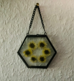 Echte gepresste kleine Chrysanthemen in einem Hexagon-Glasbilderrahmen - Unikat - - Handarbeit kaufen