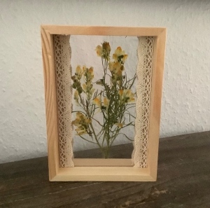 Schweberahmen, Herbarium, Blumenbilder - Echtes gepresstes Leinkraut in einem Herbarium   