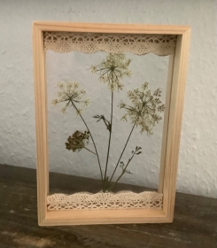  Schweberahmen, Herbarium, Blumenbilder - Echte gepresste Blüten der Wilden Möhre in einem Herbarium