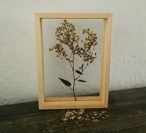 Schweberahmen, Herbarium, Blumenbilder - Echte gepresste Knöterichblüten in einem Herbarium - - Handarbeit kaufen