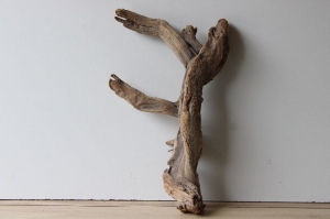 Treibholz Schwemmholz Driftwood  1 XL  Wurzel  53 cm hoch    - Handarbeit kaufen