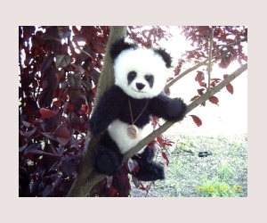 Panda auf dem Baum