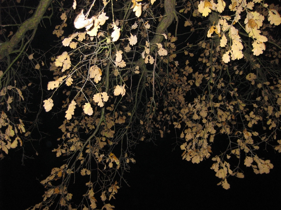 Blätter bei Nacht