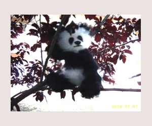 Panda auf dem Baum